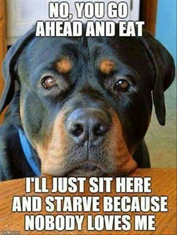 STOP ANIMAL ABUSE NOW (@savethemal2) on Twitter photo 