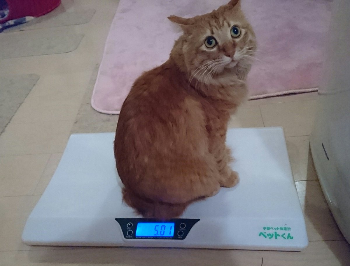 猫の体重