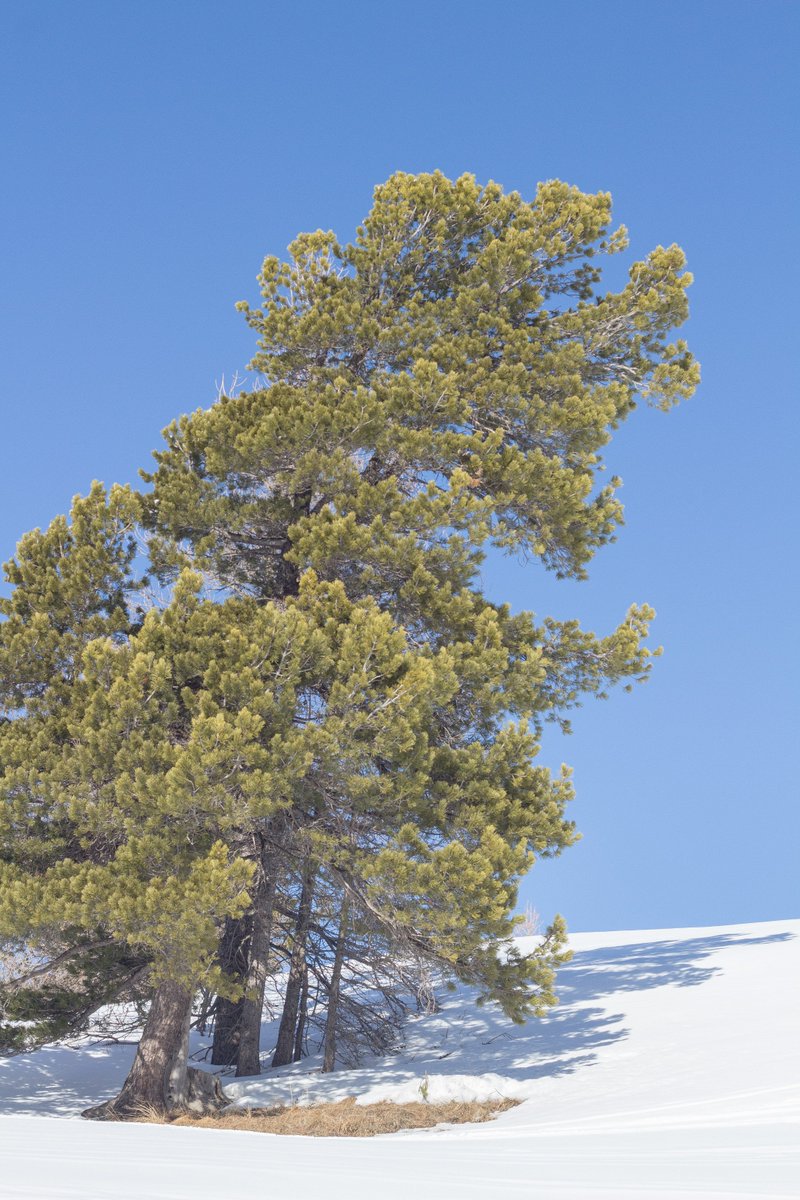 ✒ Olivia Mahieu tweet media