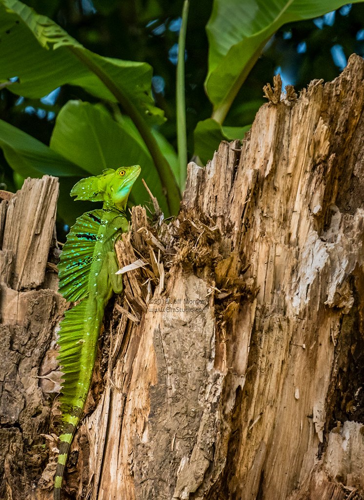 Jeff_ElmStudio's tweet photo. Emerald green basilisk lizard in Costa Rica.
https://t.co/W3XFQNue1W https://t.co/t4sXMbJsjS