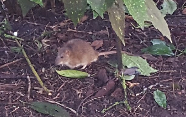 marian070249's tweet photo. Thema #EngeDingen
#anderskijken
Deze rat die uit de vijver kwam en zich verschool voor mij.... https://t.co/4Fx2fjI8Vy