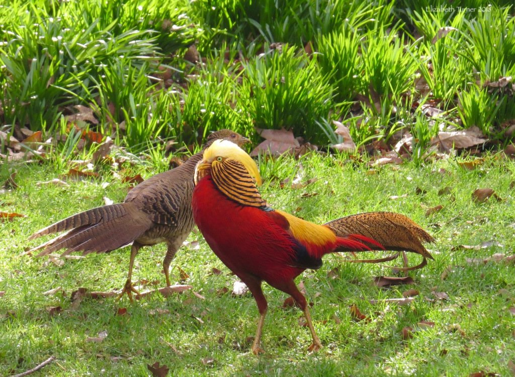 Golden Pheasant Cock Bird For Sale