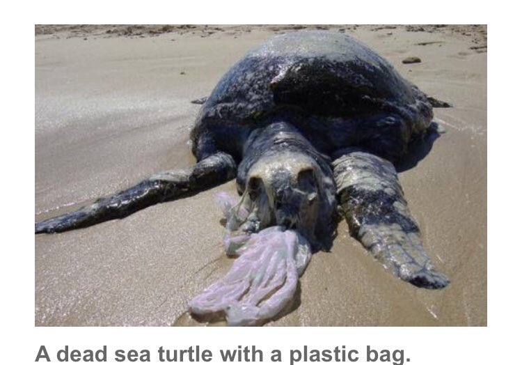 AbbieIdleman's tweet photo. *PSA*  Those of you going on spring break: please, please be considerate of the fact that what may be just a party place to you, is HOME to so many animals. There is NO EXCUSE for this kind of pollution. Party to your heart’s content, just don’t destroy habitats in the process. https://t.co/djgpuMTuJh
