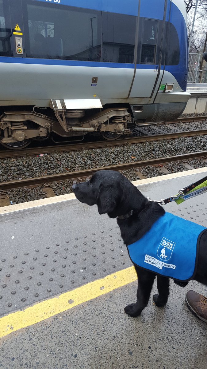 Kenny #guidedogpuppy enjoying his first trip out today showing off his brand new coat #Titanic @Translink_NI #lookingsmart #growingup  @KatMcClune @JRRadioNI @jandraderocha