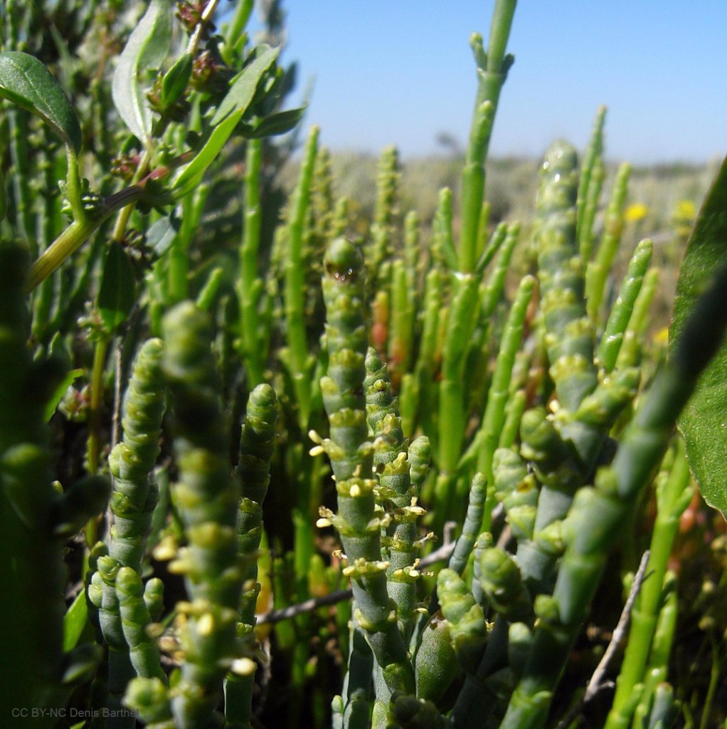 SAFRAN's tweet photo. 🍃 Tomorrow, a sustainable, salicornia-based biofuel could make airplanes fly! https://t.co/f77yezJNMl @MasdarInst https://t.co/B35R5YI3lw