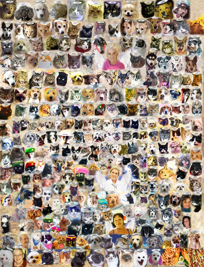 JinJinDoggy's tweet photo. Here is @Health4UandPets Lisa & Rich's beautiful #AngelThor come 2 join #AngelGang. He is top row next 2 #AngelBosco. We take good care of him. Pls click on pic 2 see him. https://t.co/6NZj49PHKI