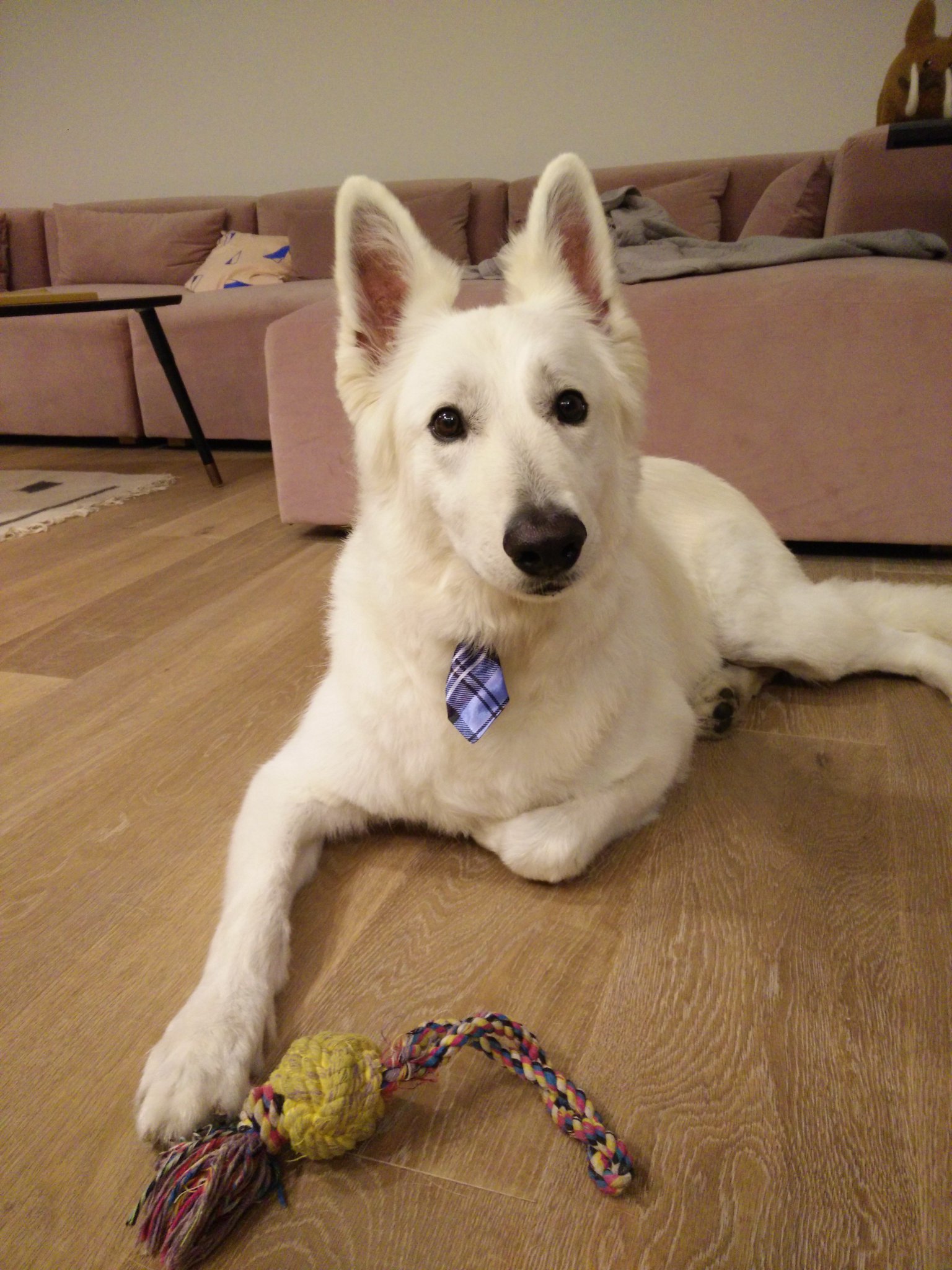 Opher Vishnia On Twitter Blizzard Picked Up From Dog Spa Opher Vishnia On Twitter Blizzard Picked Up From Dog Spa