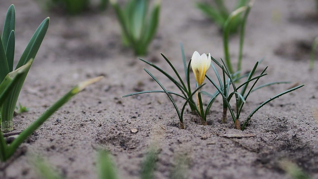 aliencoder's tweet image. After a long time, some spring flowers cyberphoto.wordpress.com/2018/03/15/aft…