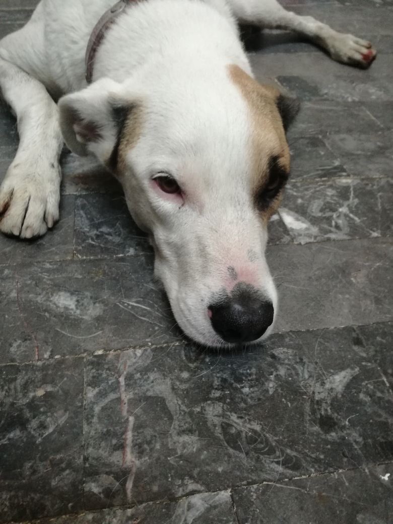 G_a_b_s's tweet photo. Mil gracias a todos ya me informó @JavoMdDios que gracias a la difusión ya apareció TACO! @UribeMerle @fellpudito @HuesitosDF @Harley_Quinzel @Froggieland @MarianimaLOVERS @LaNotaPositiva @SrInsoportable @EsEstra @morenamia25 @MundoPatitas https://t.co/abf4SyWxjo https://t.co/e9Srld5dvO