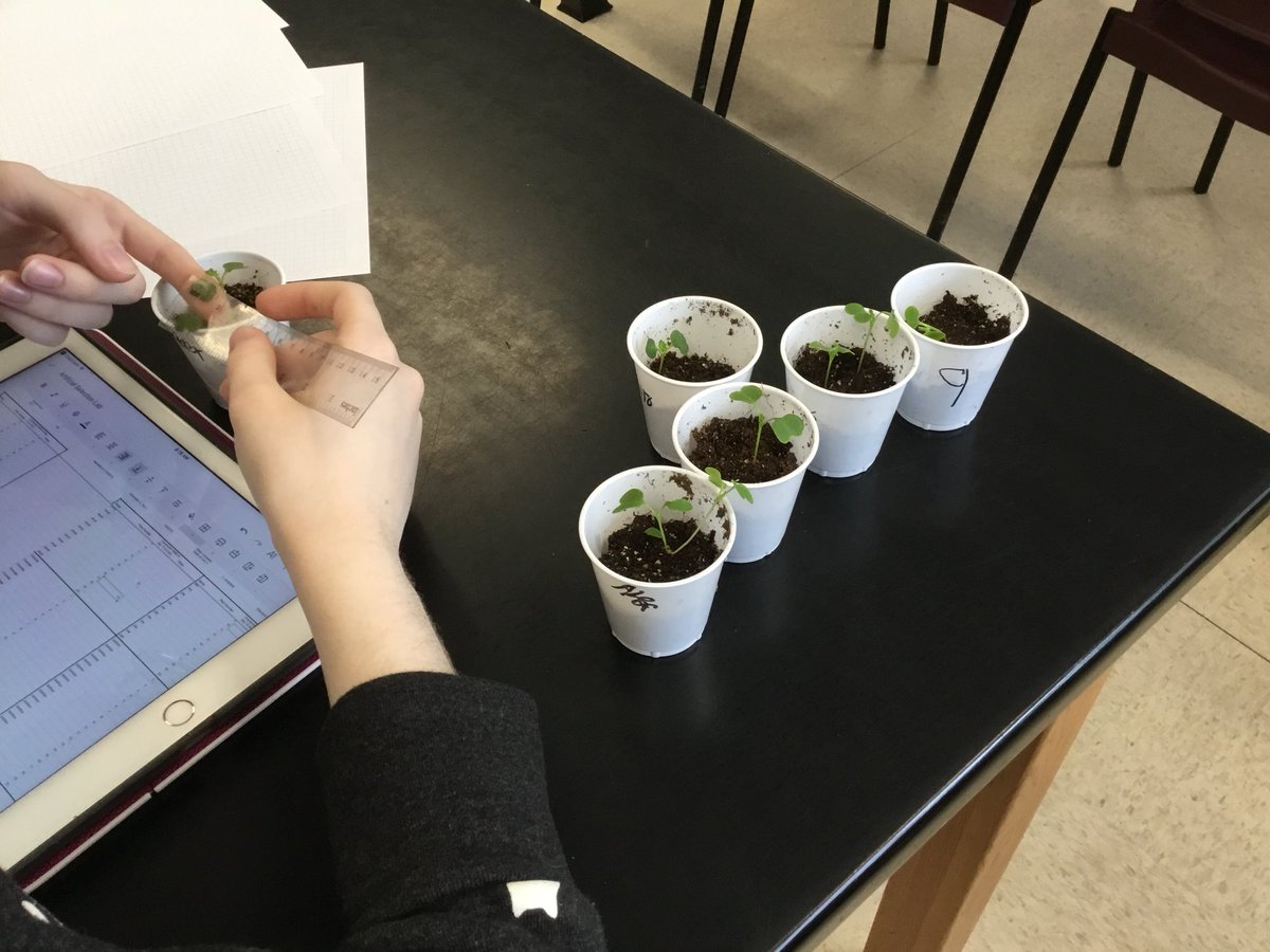 biobythemathmom's tweet photo. Actually got through the artificial selection lab this year in #apbio !Just finished measuring cotyledon width of the second generation. #teach180 https://t.co/lOqPD2O17M