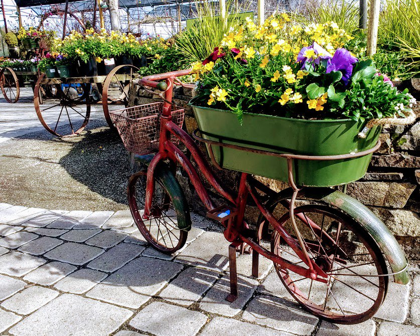 highhandnursery's tweet photo. Have you seen our new garden art?  Wimsey, wrapped in wonderful pansies, nemesia, alyssum, and more!

Time to gt out and get your patios and decks dressed!

#bicyclegardenart #gardenwhimsey #highhandnursery https://t.co/9YQze1PiCC