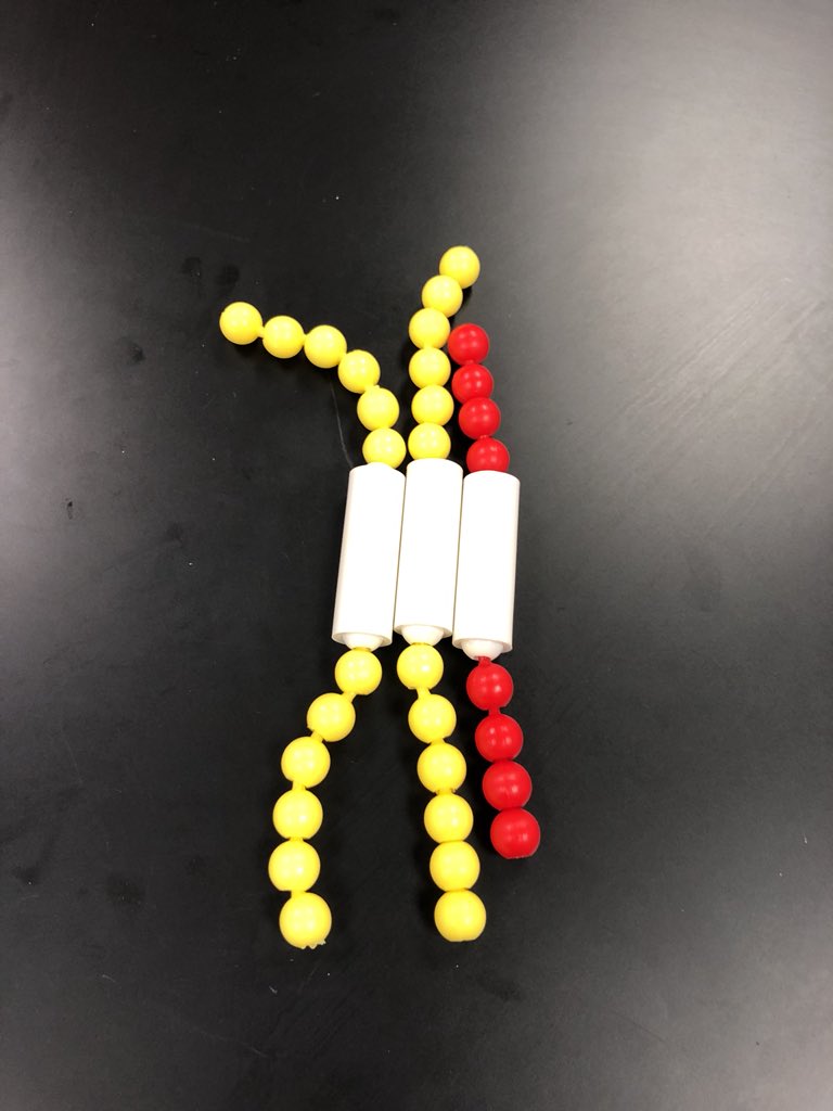 jhlberger's tweet photo. When you accidentally give your genetic model a genetic disease of Klinefelter’s XXY. @UNKBiol106CW #willicottweek10S18 https://t.co/zPYTvZFtZ0