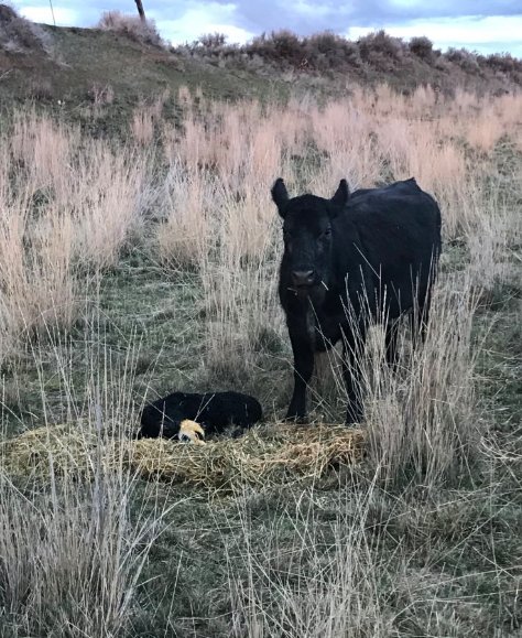 and on the 6th day God created all the animals of the earth

including cows

which God purposely created to drive people to drinking alcohol because they were so beautiful but also so frustrating

and God laughed and laughed and laughed

This is the gospel according to Larry