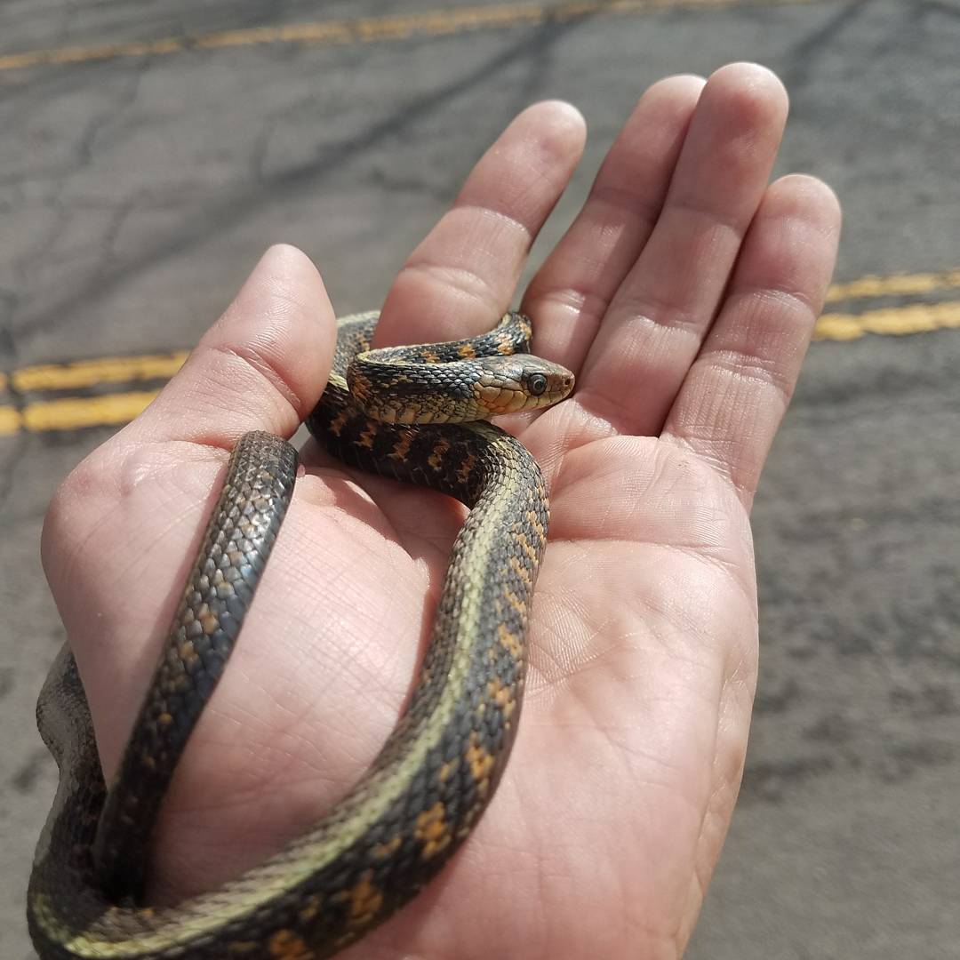 Dan's Oregon Fishing tweet media