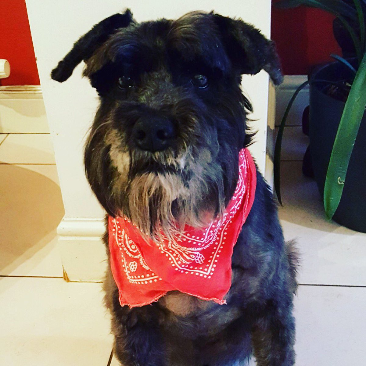 Orangetreepriv1's tweet photo. Our book is nearly complete 😍 #gettingoldbook #helpingelderly #helpingbobanddarkie #helpinganimals #dementiaawareness #whsmiths #amazon #BarnesandNoble #authorhouseuk https://t.co/TyiAMYifP5