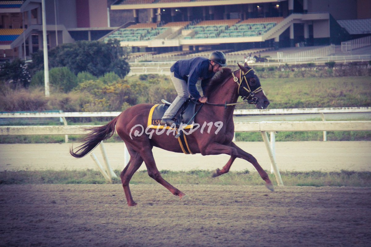 guardi19's tweet photo. #Hipismo BAGATELLE!!! Se mantiene espectacular en cancha, excelente condición para el consentido de @Haraslossamanes #SeguimientoEnCancha https://t.co/PgCAp8Aheh