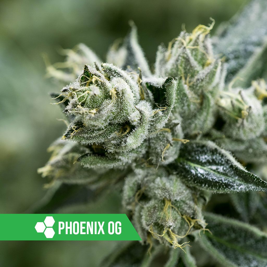 HWCMMJ's tweet photo. 🏜️🔥#PhoenixOG🔥🏜️ is straight fire every time! #HWCFam #HerbalWellnessCenter #TrueConnoisseur #azmmj #420 #cannabiscommunity https://t.co/E3EQ48ucgR