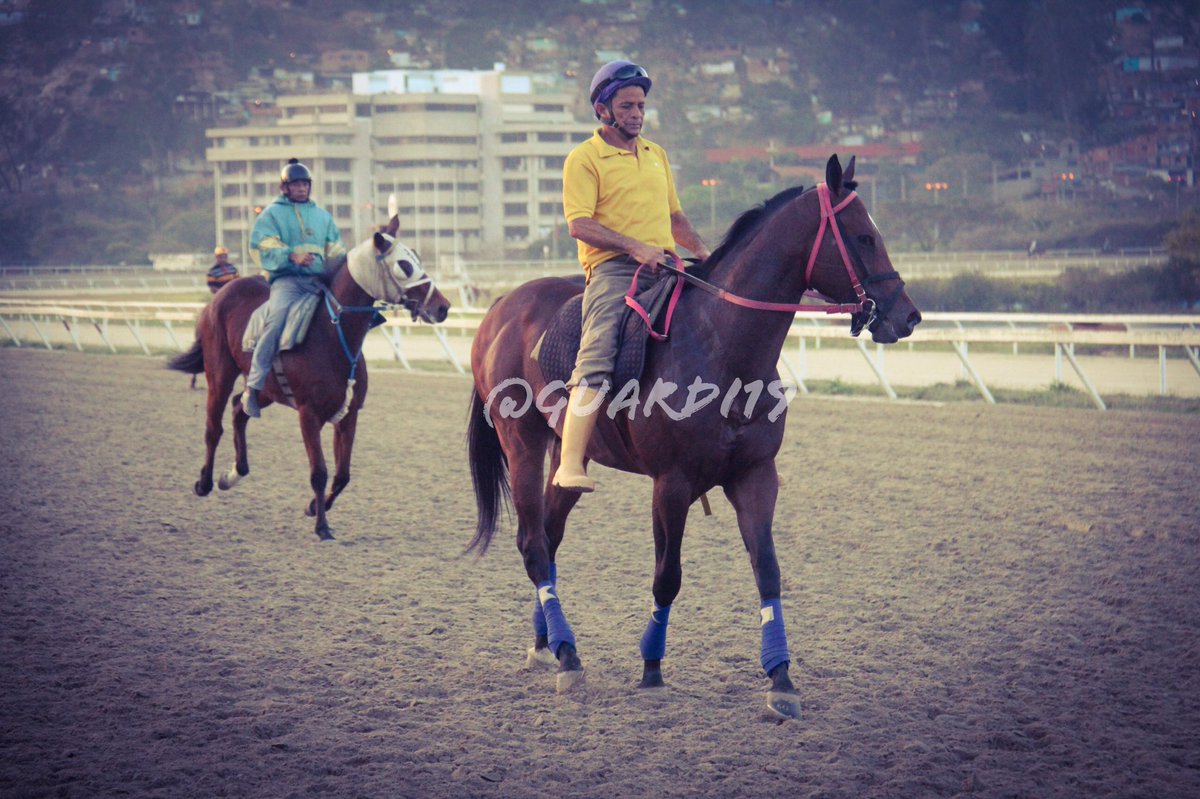 guardi19's tweet photo. #Hipismo HIERRO COLADO!!! Llegó excelente de la carrera. Hoy jueves #EnElAire #SeguimientoEnCancha https://t.co/DsSOC5FPSI