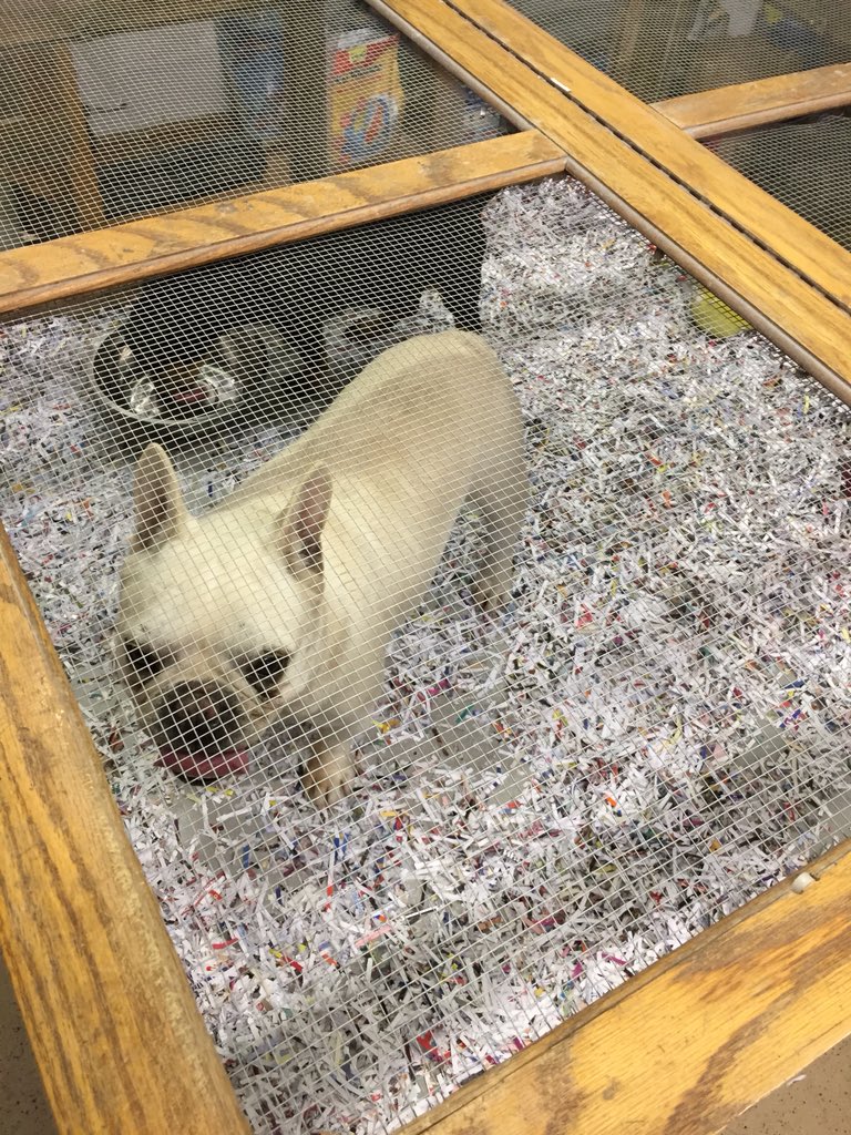 imsheldonvargas's tweet photo. Middle Earth Pet Shop... Dogs with cages that are too small. Animals with no water. Poop on the floor. Workers with Vapes in their hand. Wow. https://t.co/33sfdgs9tS