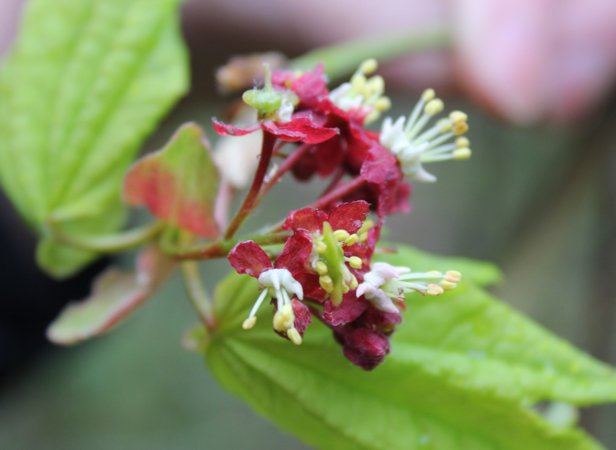 OceanscapeNet's tweet image. IN THE STREAM: OSU&apos;s Season Tracker to hold a citizen science training this Saturday @orcoastaquarium  ow.ly/QUgN30iYgke