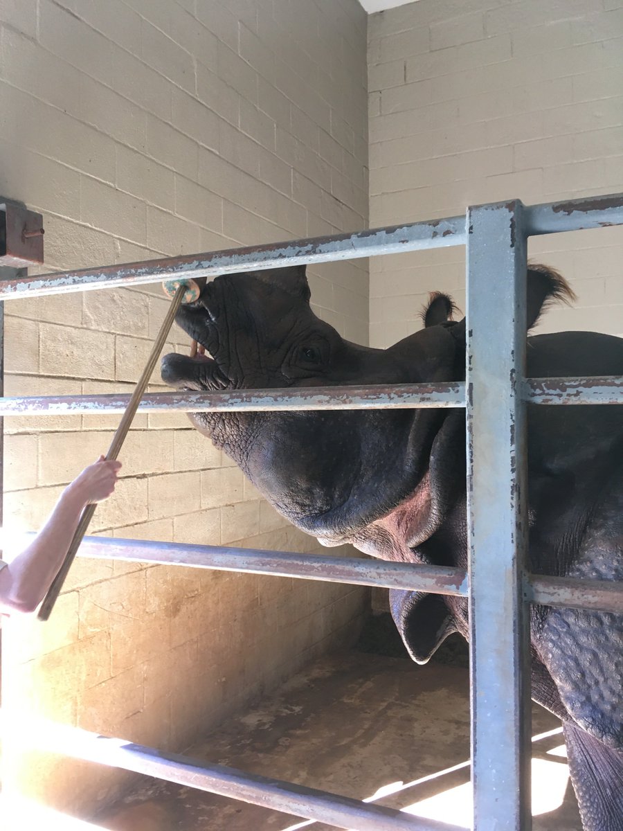 BatonRougeZoo's tweet photo. Our keepers are learning to implement behavioral management, which serves 2 purposes: enrichment & positive reinforcement training! It's voluntary for the animals & it encourages them to do things to make procedures, less stressful! #BRZoo #WeLoveOurAnimals #BehavioralManagement https://t.co/5NX2L5UhCw