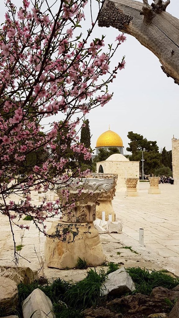 دمت يا #قدس لنا .. يا وصية الرسول .. 💜🌸