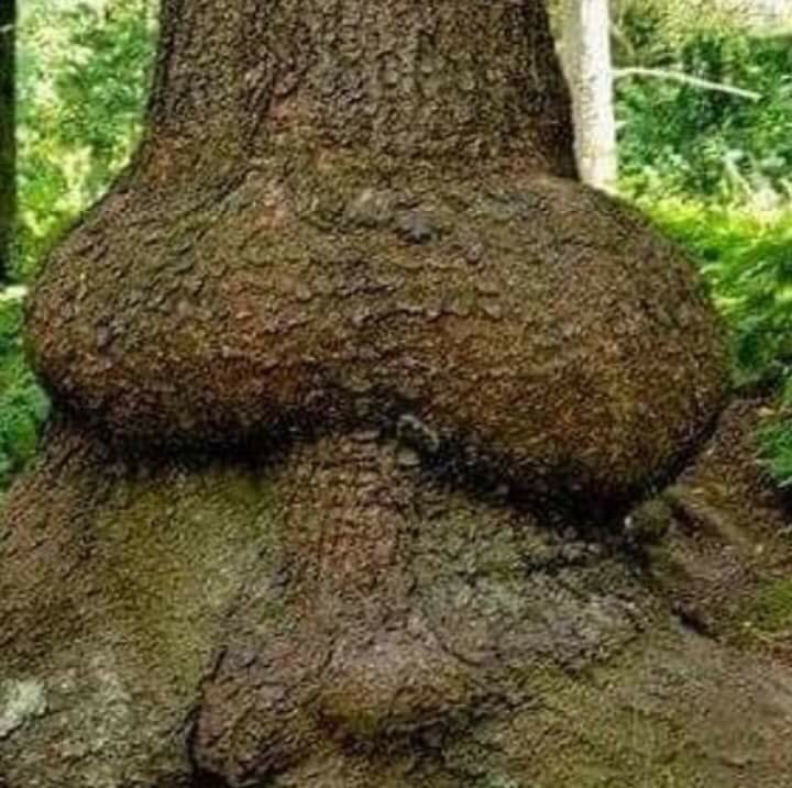 Kijken of <a href="/fokzaa/">Fokke Zaagsma</a> deze ook retweet! 

Actiefoto uit Stokkenbos Spaarnwoude