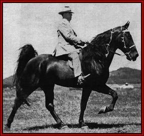 TWHAC's tweet photo. #TBT to the 1945 Tennessee Walking Horse World Grand Champion "Midnight Sun." #tennesseewalkinghorse #tennesseewalker #TWHNC https://t.co/BqLrtfE4Sf