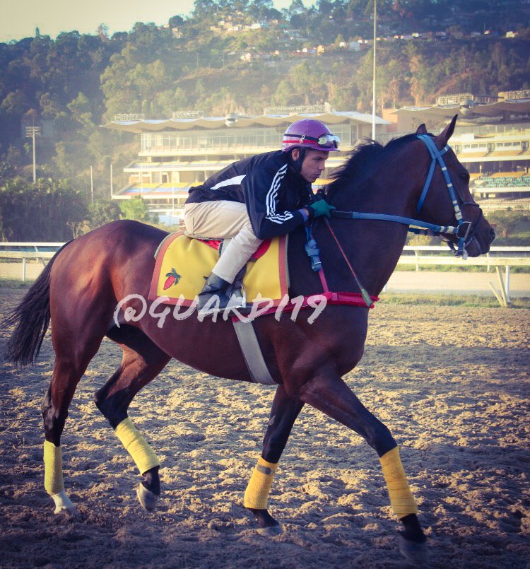 guardi19's tweet photo. #Hipismo SUPREMO!!! El consentido de Carlos Arteaga viene de un gran segundo lugar luego de un merecido descanso. Sin duda es fuerte aspirante en Clásico José María Vargas 2018!!! Hoy jueves excelente con Cipriano Gil. #SeguimientoEnCancha https://t.co/GUpBigjk2M