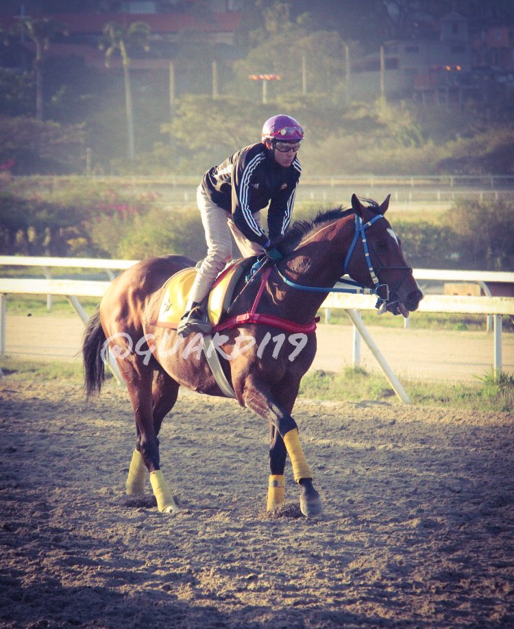 guardi19's tweet photo. #Hipismo SUPREMO!!! El consentido de Carlos Arteaga viene de un gran segundo lugar luego de un merecido descanso. Sin duda es fuerte aspirante en Clásico José María Vargas 2018!!! Hoy jueves excelente con Cipriano Gil. #SeguimientoEnCancha https://t.co/GUpBigjk2M