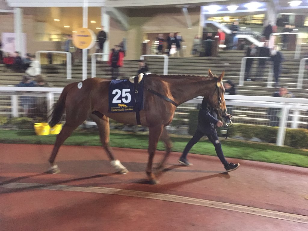 GBpointing's tweet photo. Hackwood point winner for @francesca_nimmo Kootenay River attracting plenty of interest @tattscheltenham #britishpointers https://t.co/Gx1mnY9ZYU