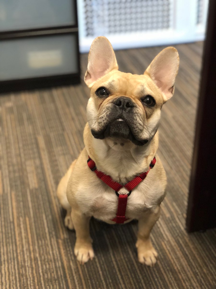 SouthIslandTeam's tweet photo. FINALLY!! Our best looking team member has arrived at the office! #dropinproductivity #BulldogCountry #realtorlife #dogsoftwitter #dogsofvictoria https://t.co/Nb5mvsCasI