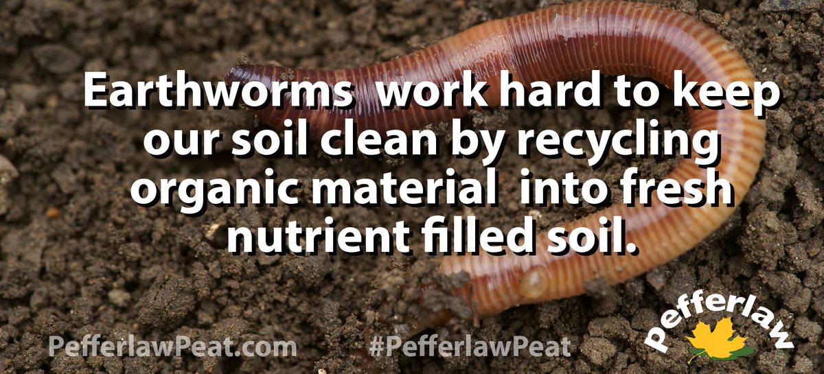 PEFFERLAW PEAT (@PEFFERLAWPEAT) / Posts / X
