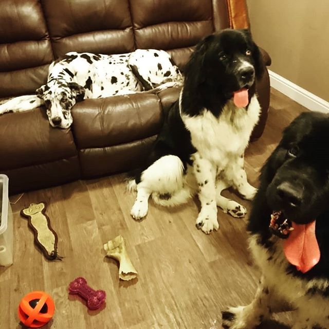 The gangs all here! ♥ #newf #newfie #newfoundland #newfoundlanddog #newfoundlandsofinstagram #newfoundlanddogsofinstagram #newfoundlands_of_instagram #newfoundlandlife #newfoundlandlove #greatdane #great_dane #great_dane_dogs #greatdanesofinstagram #… ift.tt/2Iw11LS