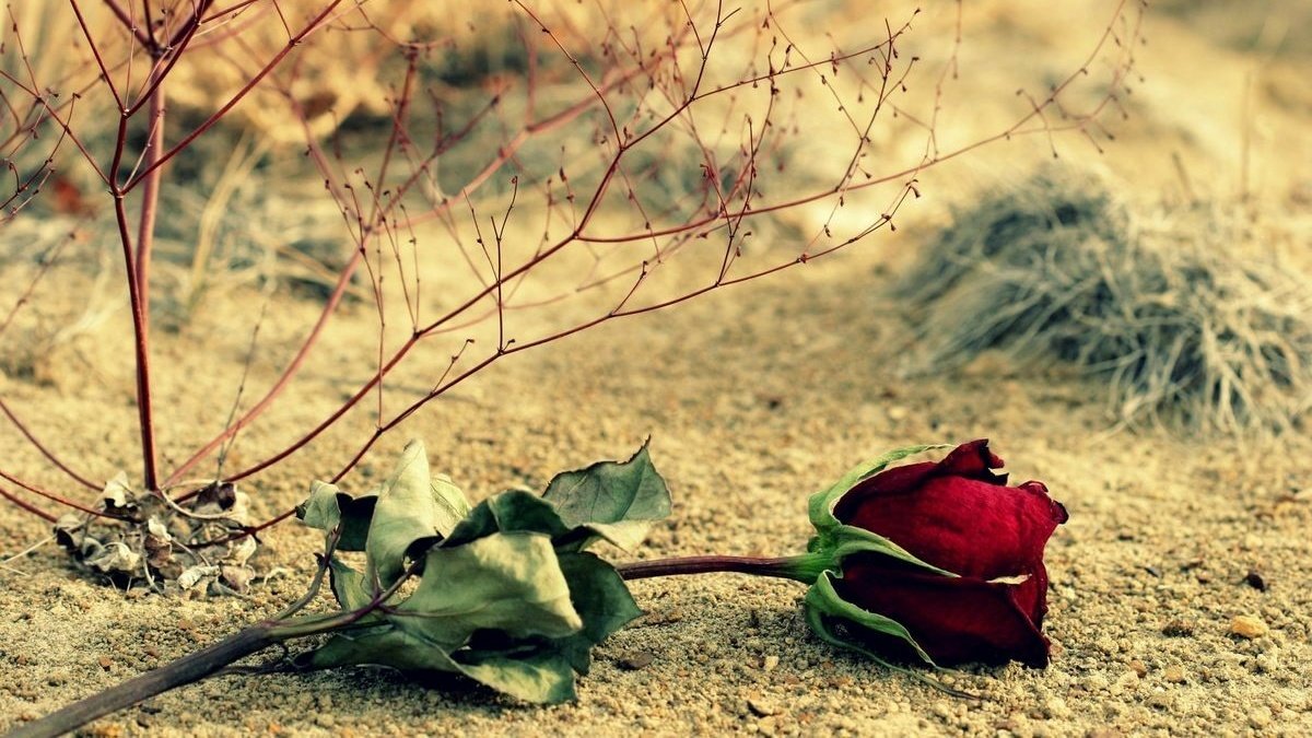 Eu só posso ser flor
Sendo teu o jardim
Tu senhora, eu senhor
O teu sim — um enfim

Mas sufoco meu eu
Se respiro teu não
Eis um servo, um plebeu
Flor caída no chão

(César Fontana)