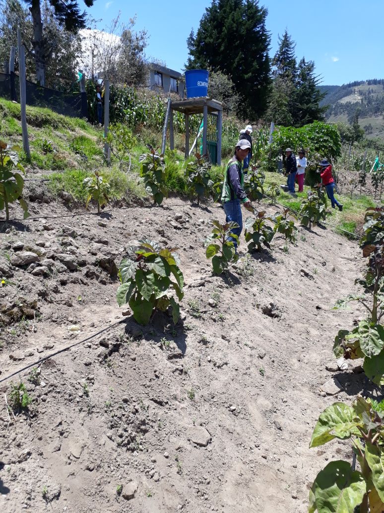 Agricultura_CZ2's tweet photo. #InfoMAG|Con el fin de garantizar la #SoberaníaAlimentaria, 330 familias de #Otón, #Cangahuapungo y del #ElPisque fueron beneficiarias con la entrega de kits de semillas de hortalizas, de riego y silos para almacenar como parte del #ProyectoForeccsa
#GranMingaAgropecuaria https://t.co/8NIl29pPpY