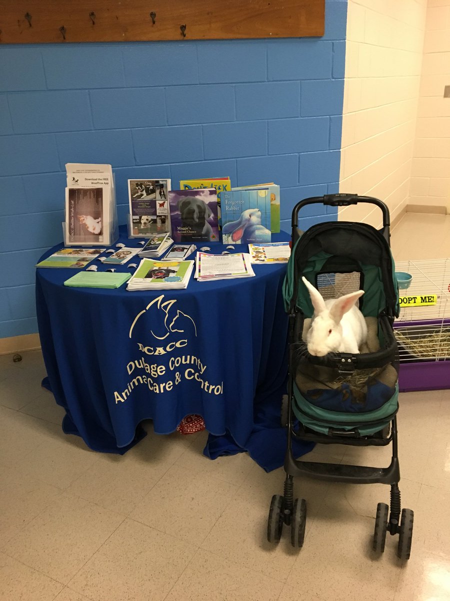 DuPageCAS's tweet photo. Adoptable Mimi and Humane Educator Andy are celebrating young readers at the Centennial Elementary School.
#dupagecacc #adoptabun #bigbunny https://t.co/SyIyUO97ox