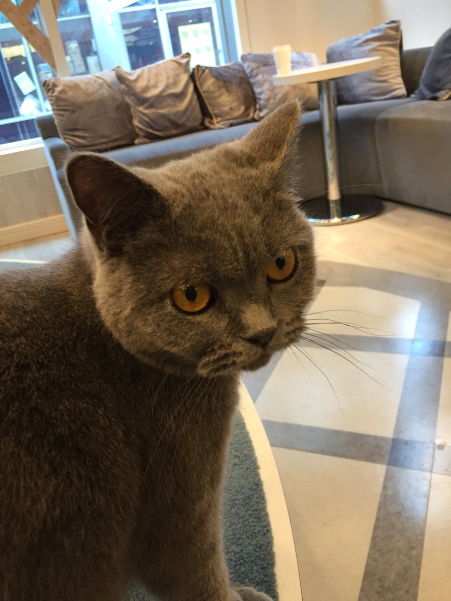 KMayor98's tweet photo. Cat cafes are the best things to ever happen. I hope this is what heaven looks like. https://t.co/Eed9FL0h45