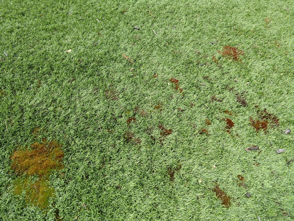 TurfGuyTim330's tweet photo. Moss in plastic grass...so much for maintenance free. #realgrassisbetter https://t.co/KpMmwdEfwI