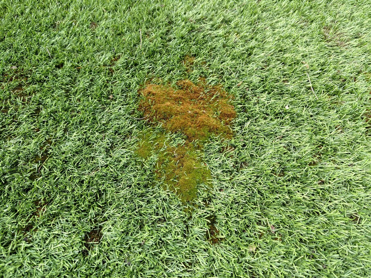 TurfGuyTim330's tweet photo. Moss in plastic grass...so much for maintenance free. #realgrassisbetter https://t.co/KpMmwdEfwI