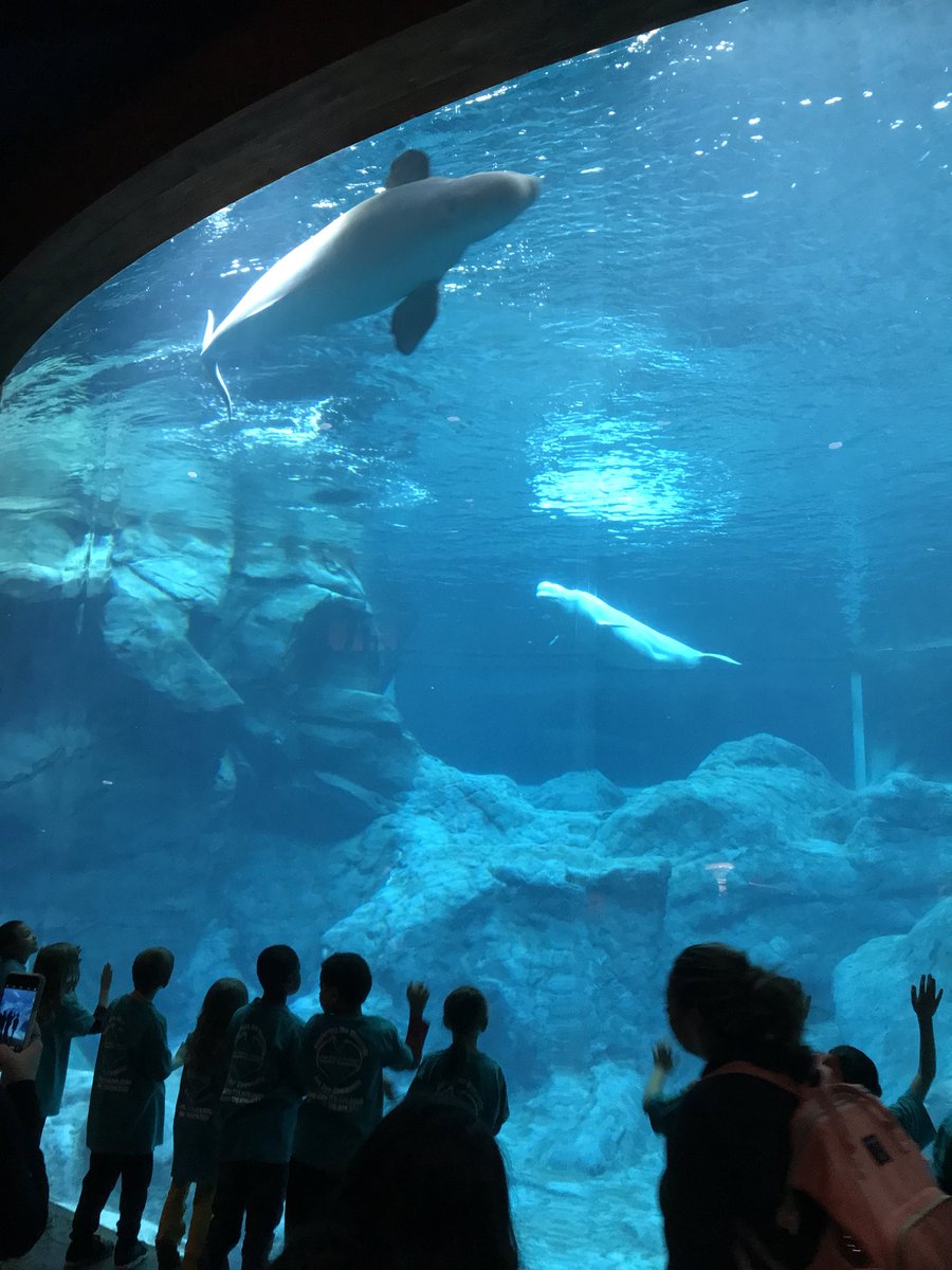BeckyCornwell5's tweet photo. Fun at the aquarium today. #happiestschoolincobb https://t.co/QvodUsTD6j