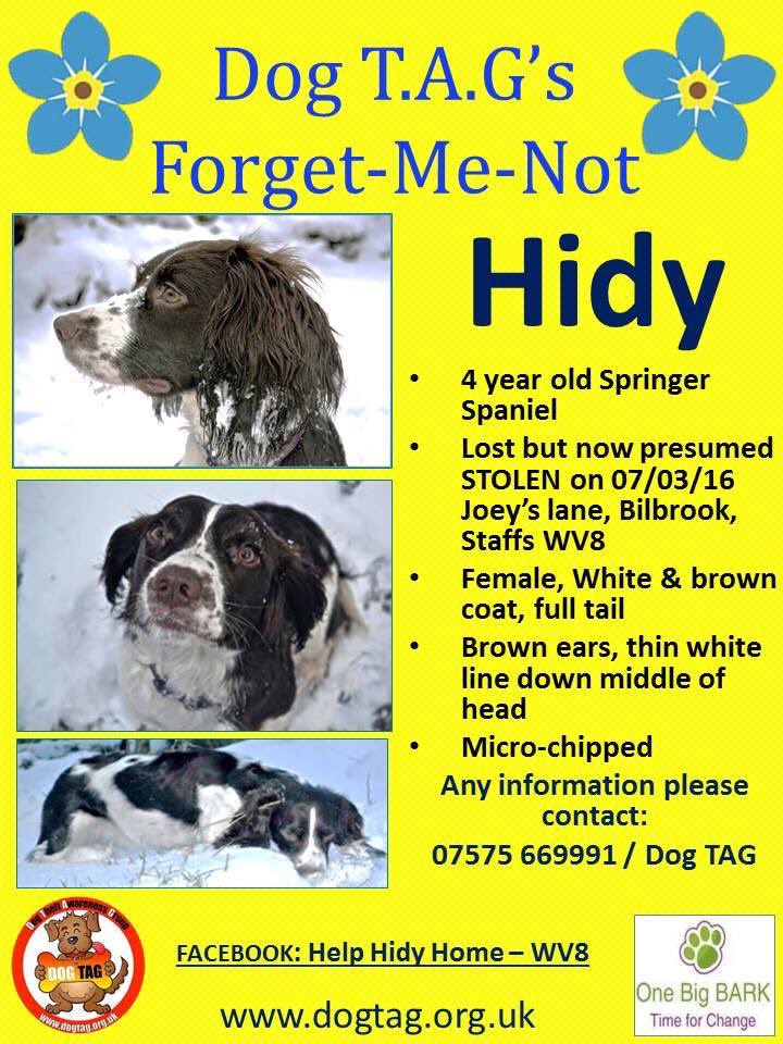 blacklab115's tweet photo. #findhidy #missing since 07/03/16 #bilbrook #liverandwhite #fulltail #female #springerspaniel #chipped.If you think or know where hidy could possibly be,then please end Hidys owners nightmare and get in touch. https://t.co/yHKtskSiH8