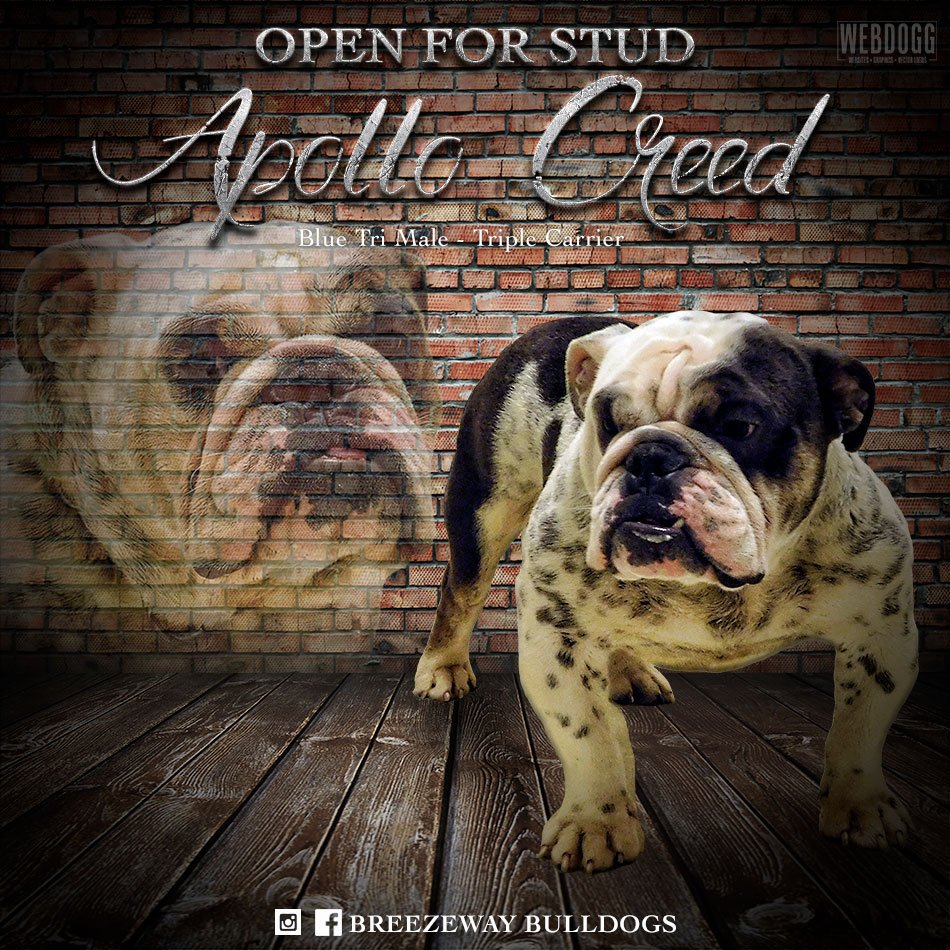thewebdogg's tweet photo. Banner design for Breezeway Bulldogs #breezewaybulldogs #webdogg #bulldogs #bulldog #englishbulldog #bullies #bullybreed #graphics #digitalstudio #dogbreeder #webdesign #dogweb #banners #bullies #bulldogs #bulldoglife #dogs #perros #perro #dogwebsite #dogdesign https://t.co/8abkqVs5m7