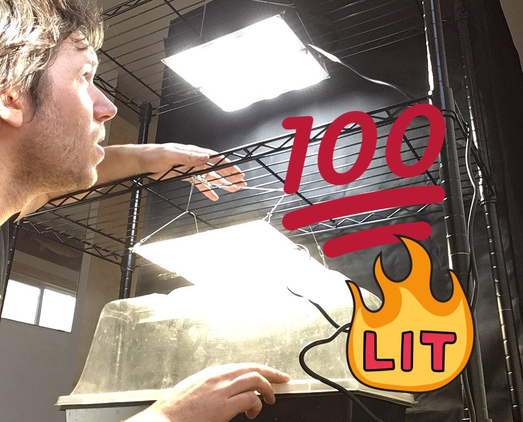 makehydroponics's tweet image. New video coming soon. Setting up a grow rack using some HLG 65’s by @HortiLightGroup #hydroponics #HLG65 #growbig