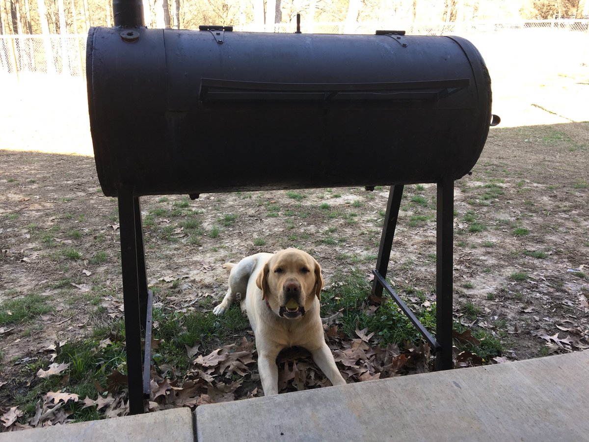 GeorgiaTouliat's tweet image. Governor such a Memphis dog! Nothing but BBQ! #LabsMatter #SpringSoon