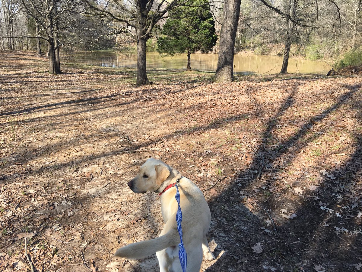 GeorgiaTouliat's tweet image. Governor such a Memphis dog! Nothing but BBQ! #LabsMatter #SpringSoon