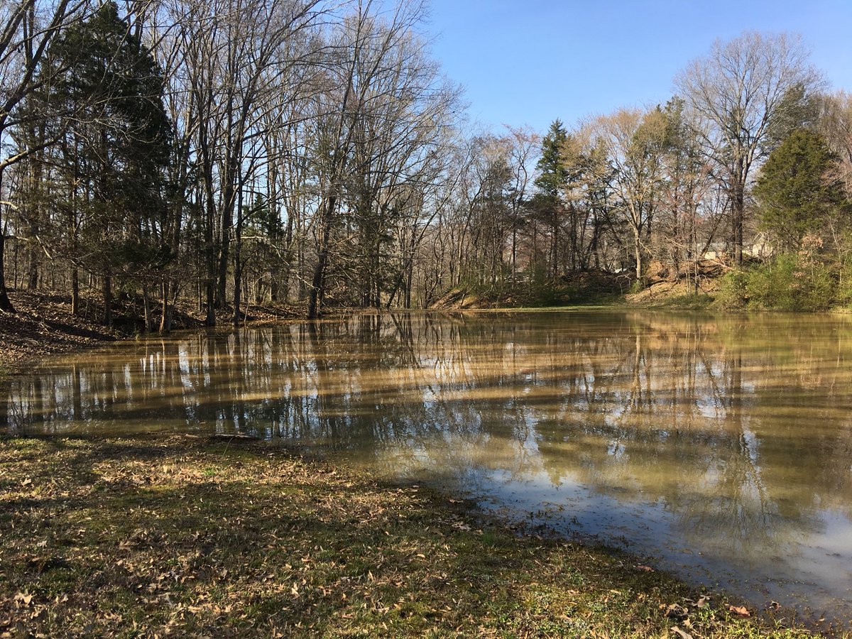 GeorgiaTouliat's tweet image. Governor such a Memphis dog! Nothing but BBQ! #LabsMatter #SpringSoon