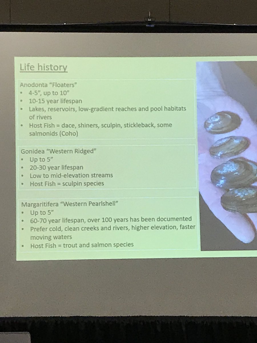 OregonAFS's tweet photo. Fun Freshwater #mussel facts. 60 year lifespans? Holy mussels shells Batman. #orafs2018 https://t.co/sfarSnjUZz