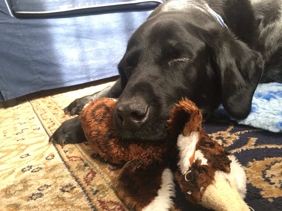 CanisMassage's tweet photo. Kai fell asleep on his ducky during his massage 😍 #lovedogs #dogsoftwitter  #massage #puppylove #sportsmassage https://t.co/5jOaytix9v