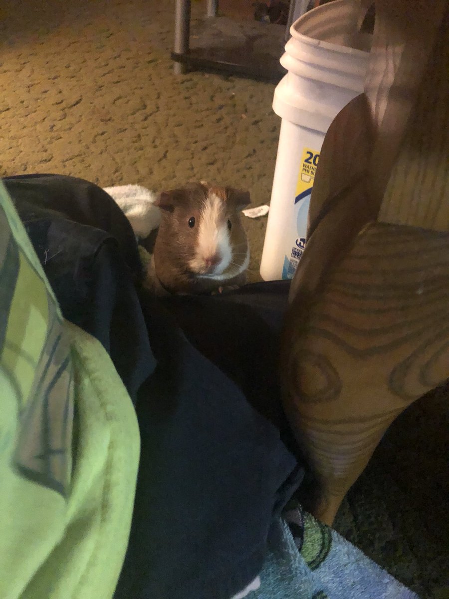 dragonflamers's tweet photo. HEY! I demand to be fed like right now! WHERE IS MY FOOD???!!! 😂😂😂 #ifguineapigscouldtalk #food #GuineaPig #sweetiepie #PetsAreFamily https://t.co/0e0gaw12EO